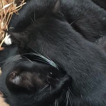 Zaz n Fritz loving brothers