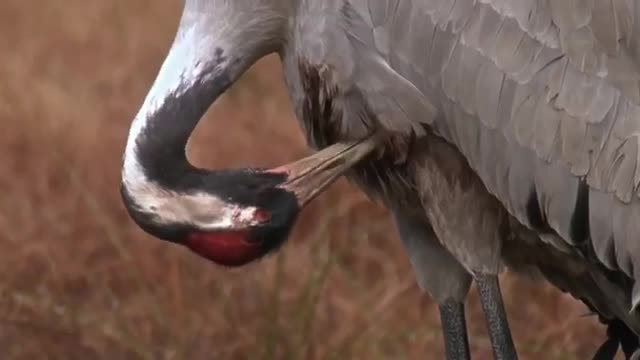 Dancing Cranes in Springtime! (Worth Watching!)_Cut