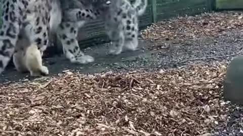 The cat is frolicking