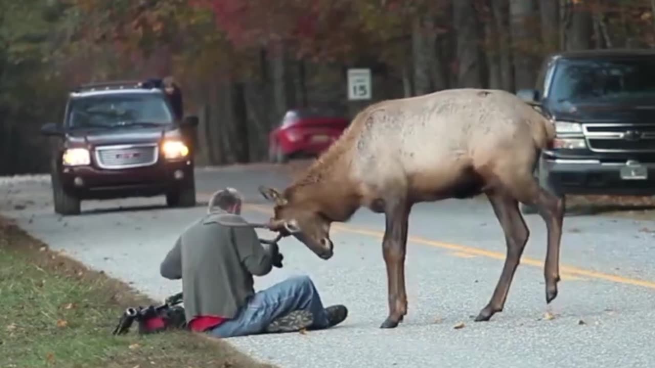 7 Scary Wild Animals Encounters No One Expected!
