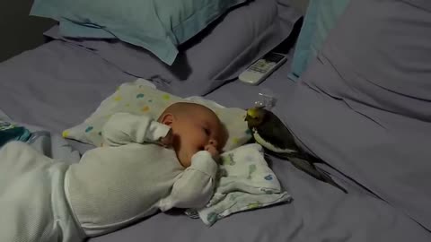 Cute Bird Falling in Love with Baby - Funny Parrots and Babies Compilation