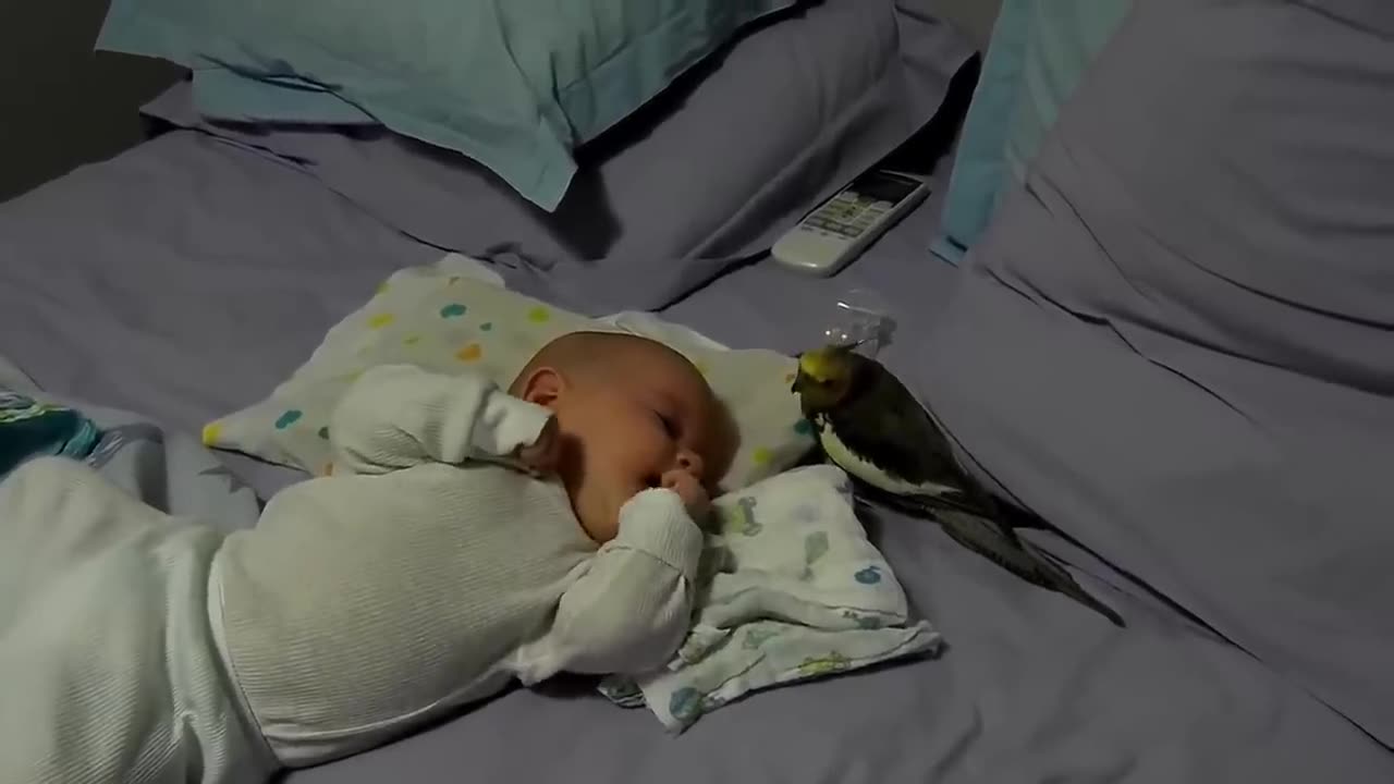 Cute Bird Falling in Love with Baby - Funny Parrots and Babies Compilation