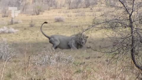 Look What Happened to This Lion after Getting Bitten by a Black Mamba