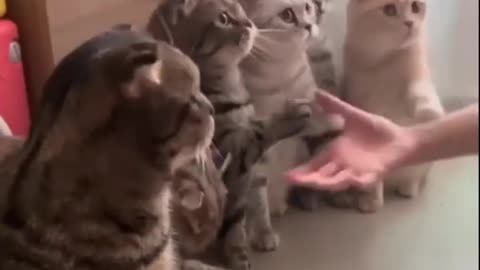 Awesome Funny Cats