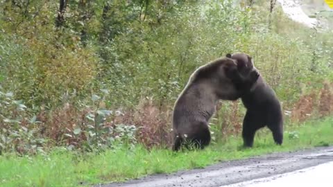 Epic grizzly bear fight!