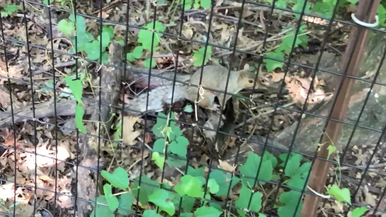 Blackbird & Squirrel