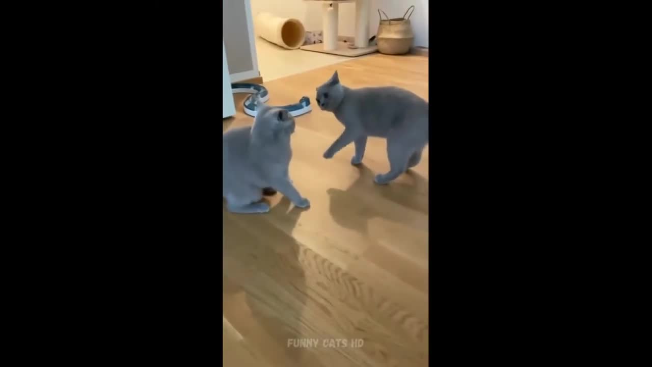 Funny Cat Video Compilations 2022