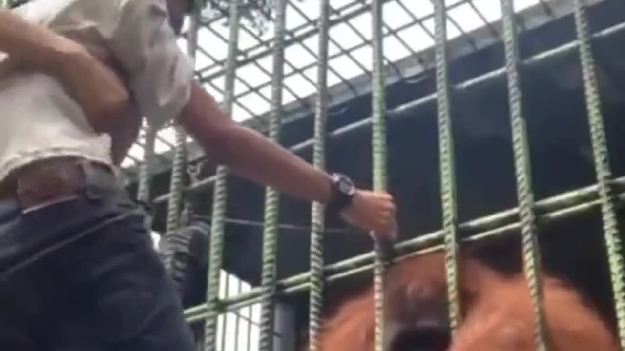 People are pulled by orangutans