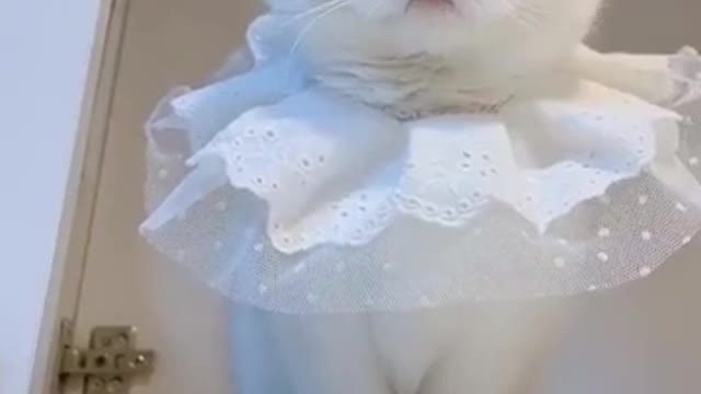 Funny Pet Videos | Look at adorable babies💖