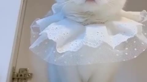 Funny Pet Videos | Look at adorable babies💖