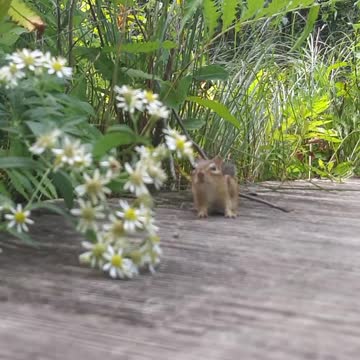 Chip Chippy Chipper Chipmunk. So cute!