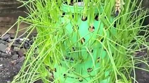 Onion farming at home in plastic drum