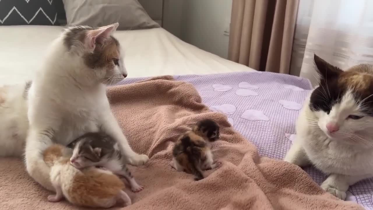 Dad Cat Meets His Baby Kittens for the First Time!