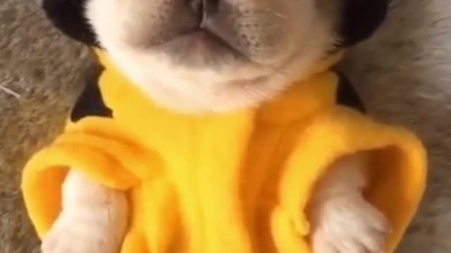 You will laugh at all the DOGS 🤣 Funny DOG Videos 😂🐶▶07 #shorts