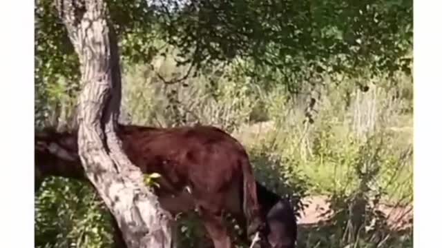 The animals are weird