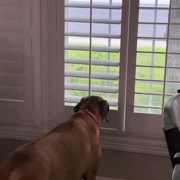 Naughty Dog purposely closes blinds