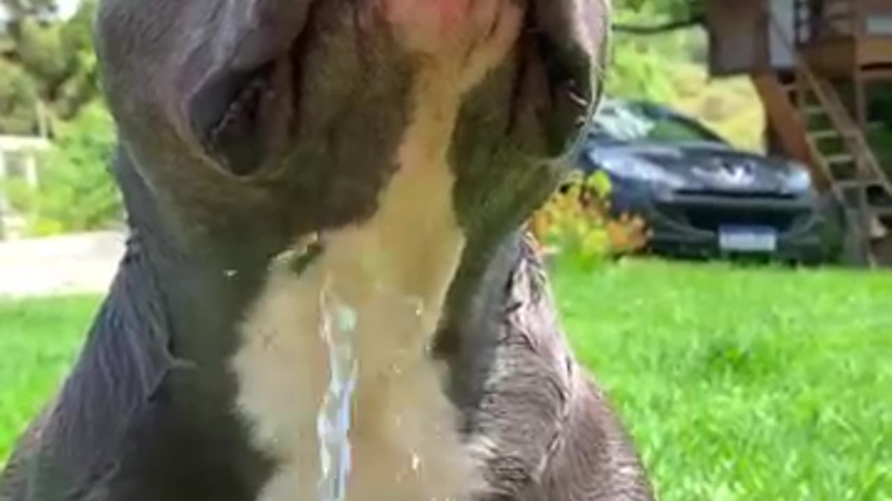 Dog routine