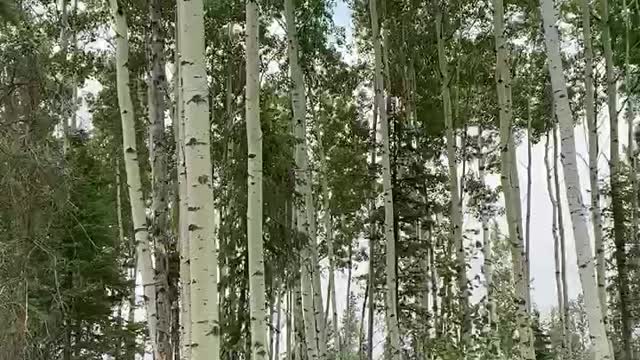 I love listening to the wind, while standing in an aspen stand ❤️