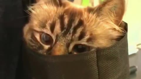 Funny animal videos