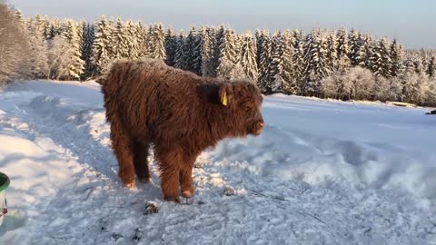 Scottish Highland Cattle In Finland: Calf mooing on a cold winter