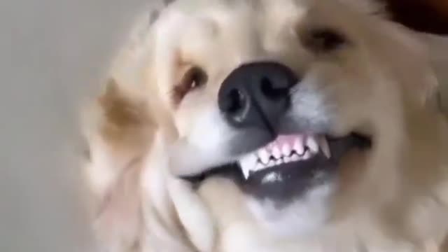 Funny Dog Laughing