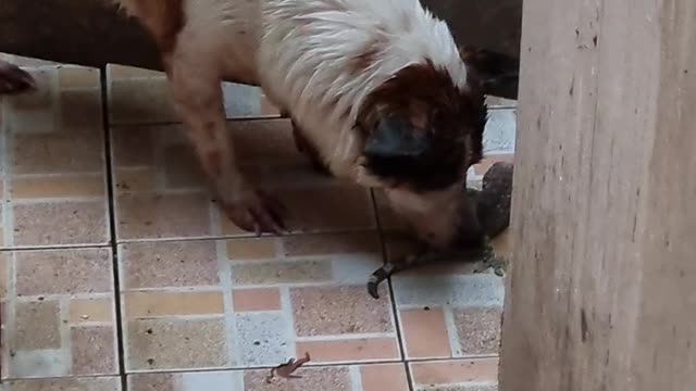 Dog vs Lizard