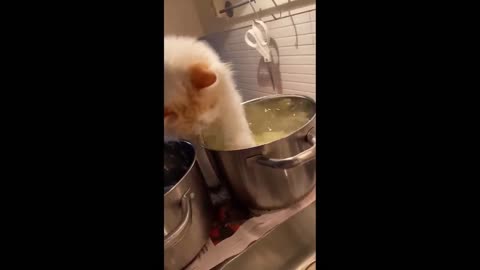 Cat funny moments video USA video