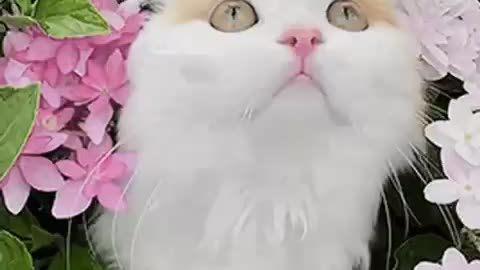 Cute Cat Gif
