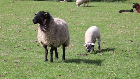 A little sheep plays with his mother