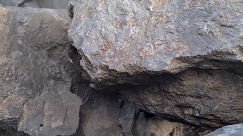 Poor mother cat hiding in the cliffs to protect her Kittens.