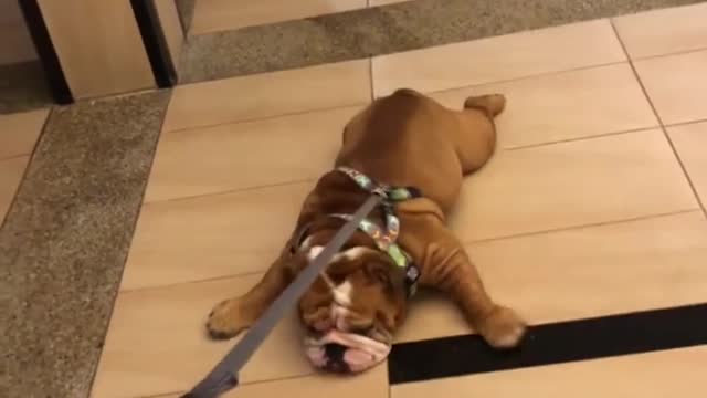 Guy Had To Drag His Chubby Lazy Dog To Make Him Move