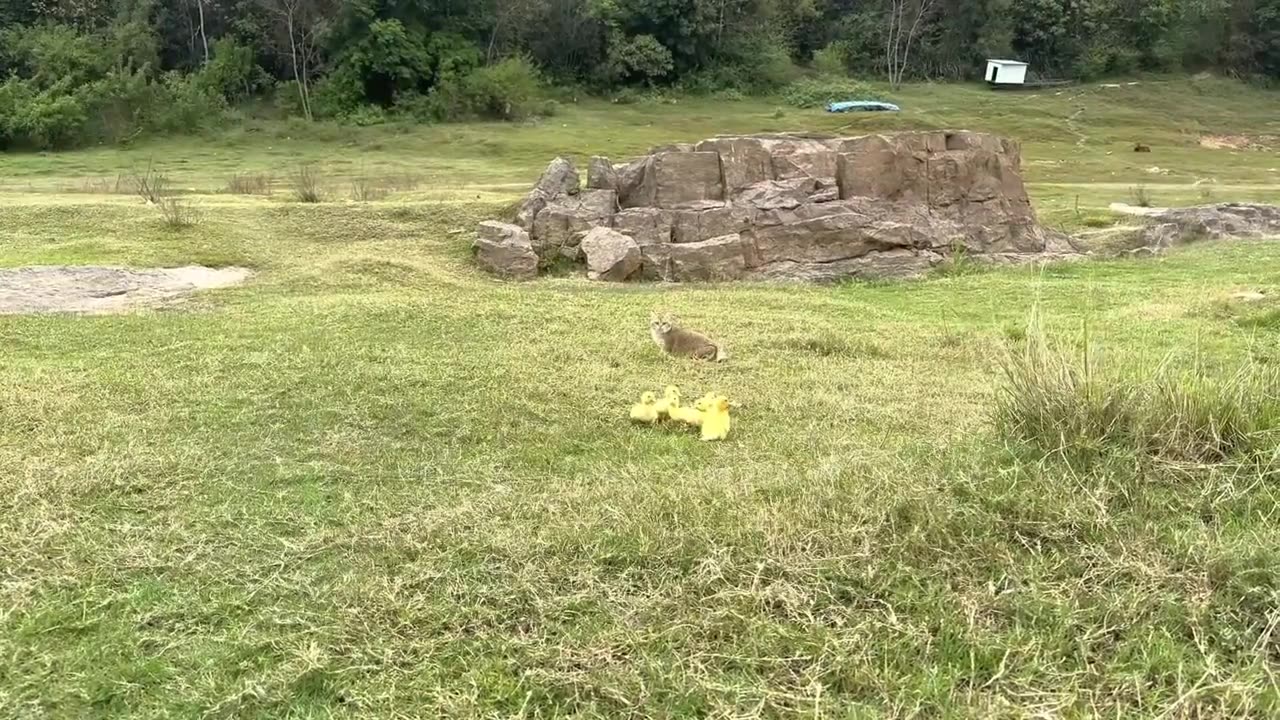 The kitten takes three ducklings on an outdoor trip Cute and interesting animal