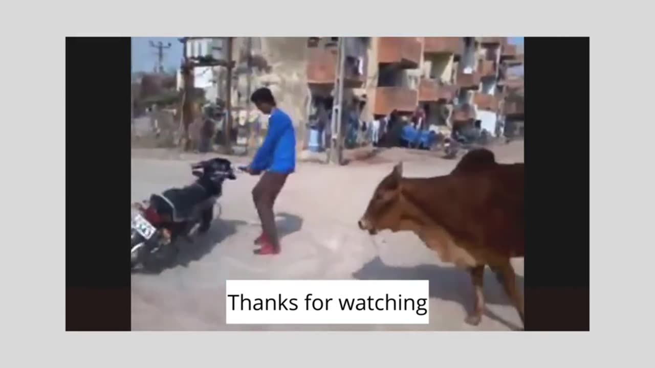 Top Funny Moment 😊😊 Best Animal funny Activities 😊