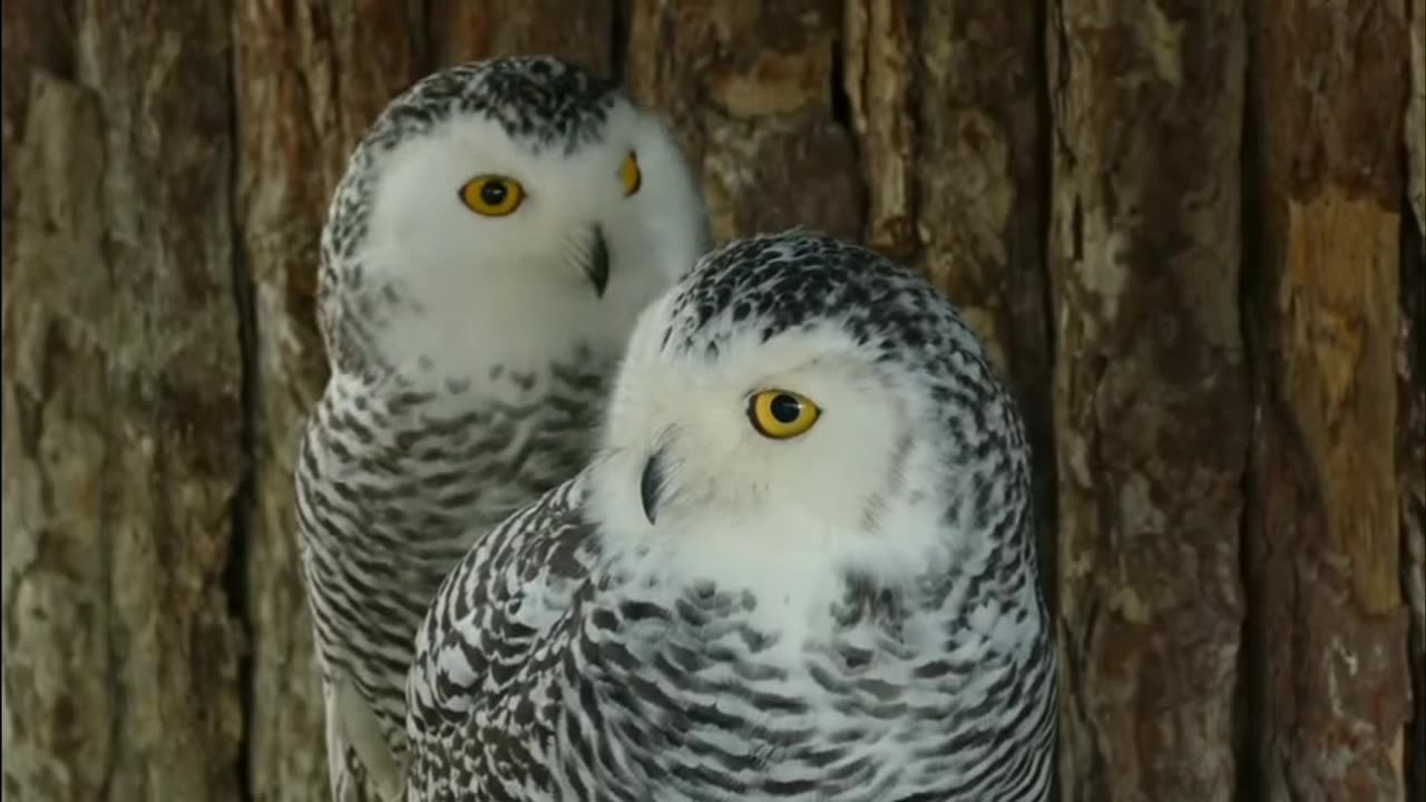 Birds tales