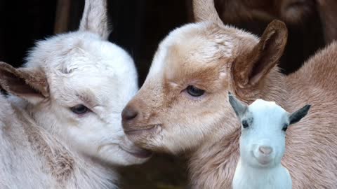 Children's animal videos: swimming chickens, ducks, birds, and more