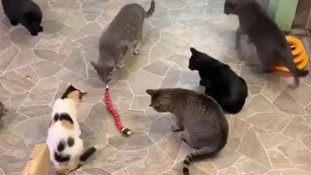 Tumplak tuk snack & cat
