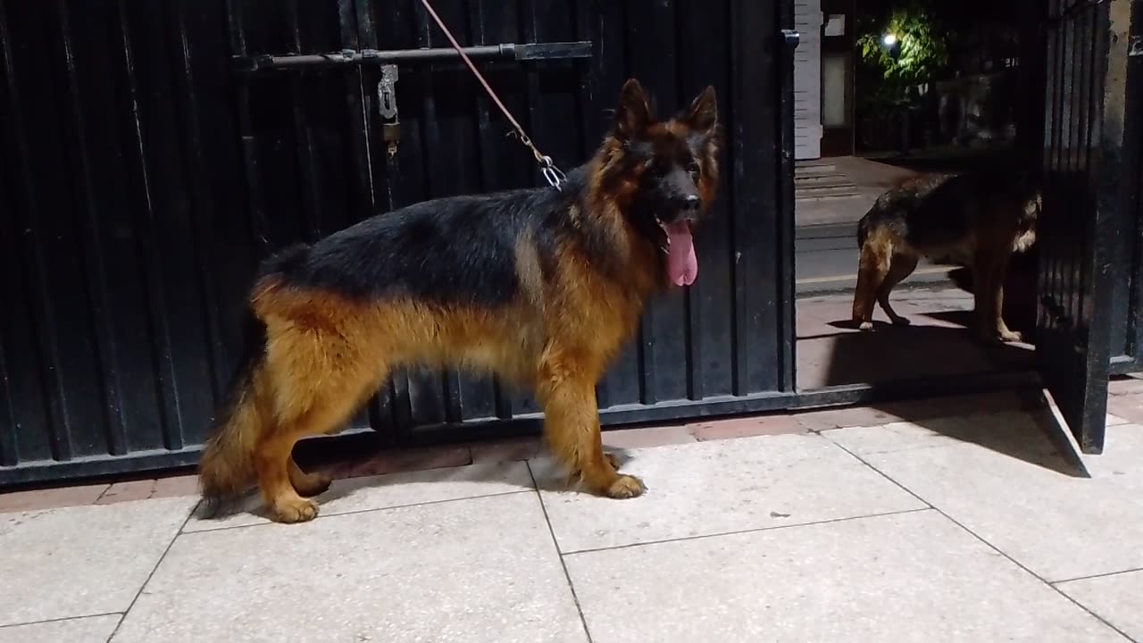 German shepherd Long Stock hair male after mating