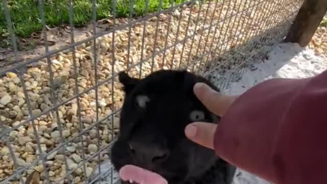 This is a baby panther, but it doesn't bite