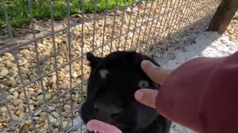 This is a baby panther, but it doesn't bite