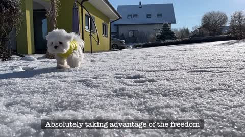 A PUPPY THAT ENJOYS SNOW SO MUCH