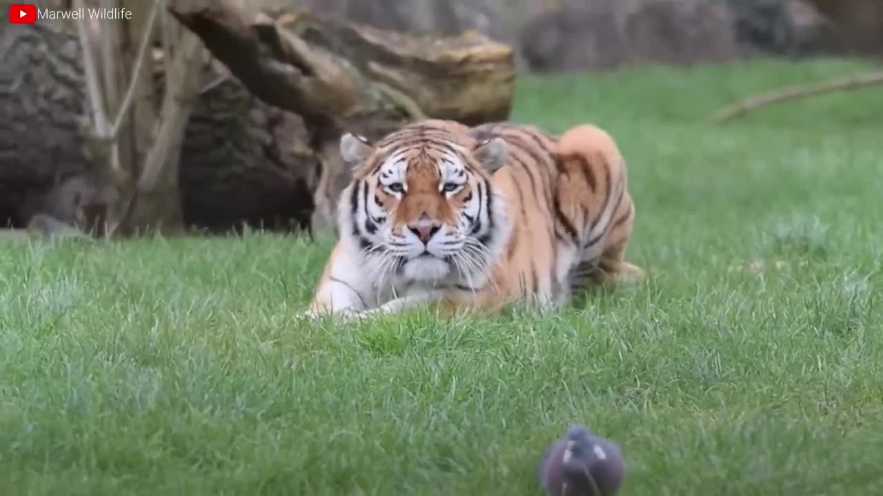 Lion VS Tiger Real Fight - Tough Creatures