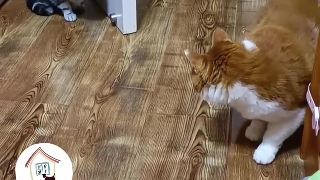 Oh My Godness! He Is Such A Smart And Funny Cat πΊππ -EPS296