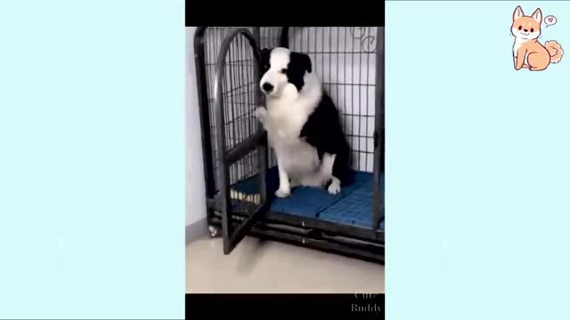 Dog get afraid | Fuuny Beatz | Funny dogs and cats