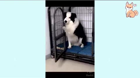 Dog get afraid | Fuuny Beatz | Funny dogs and cats