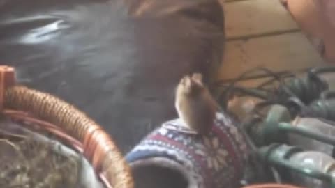 Mouse is a balcony 1 Hiiri parvekkeella 1