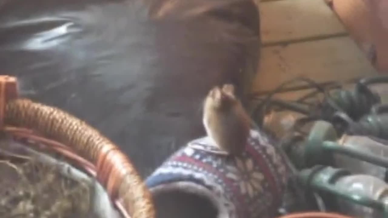Mouse is a balcony 1 Hiiri parvekkeella 1