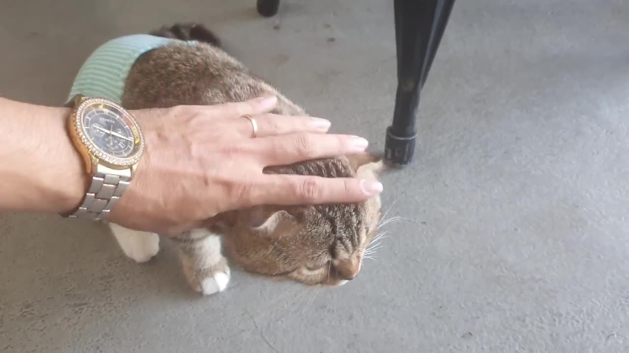 How Cat Reacts when see a stranger. (Cute Reactions)