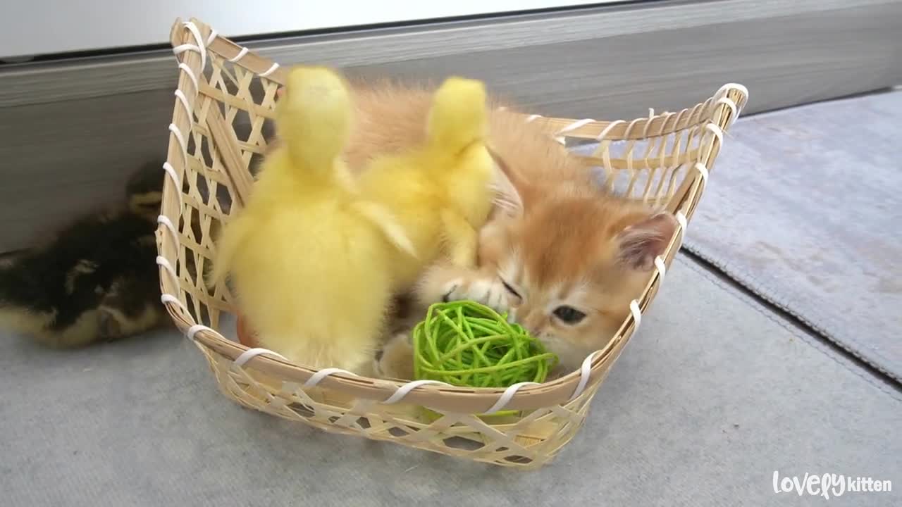 Ducklings jumped in the basket to play with the kittenlovely