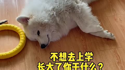 Another day of confession Samoyed jam