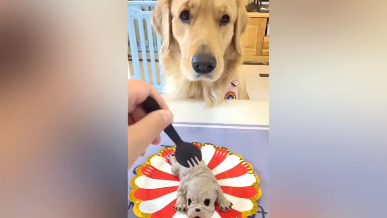 Dog Reaction to Cutting Cake